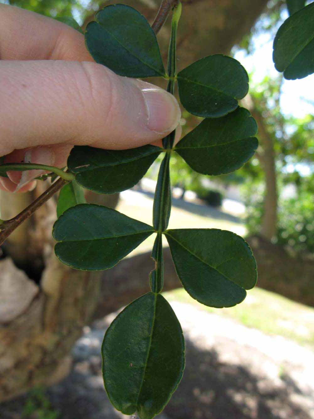             Compound leaf (Winter Haven, FL)       